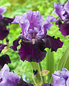 Iris germanica 'Blue Bird Wine'