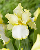 Iris germanica 'Summer Glow'