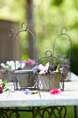 Blumenampeln aus Draht mit Stiefmütterchen auf dem Gartentisch