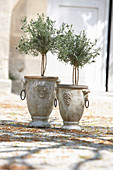 Standard lavender bushes in Mediterranean pots
