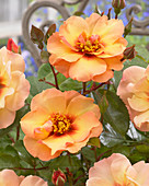 Rosa persica 'Persian Sun'
