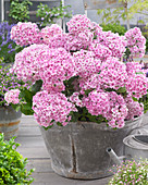 Hydrangea macrophylla 'Kaho'