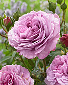 Rosa Lavender Ice ®