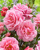 Rosa 'Camelot' ®