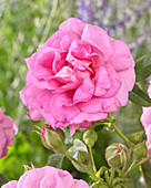 Rose 'Cape Diamond'