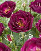 Rosa 'Royal Celebration'