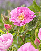 Rosa 'Mariage Parfait'