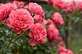 Lachsrosa Rosenblüten