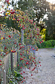 Rosa glauca