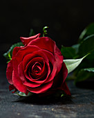 Rote Rosenblüte