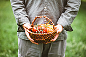 Person hält Weidenkorb mit frisch geernteten Tomaten in den Händen