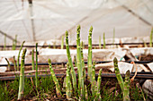 Asparagus shoots coming up through the ground in a Greenhouse