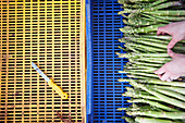 Hands placing Asparagus into a blue tray, with a yellow knife in a yellow tray
