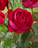 Rose Red Eden Rose 