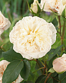 Rosa Souvenir de la Malmaison 