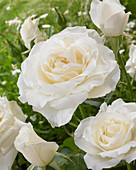 Rosa White Symphonie