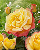 Gelb-rote Rosenblüte
