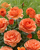 Rosa 'Welwyn Garden Glory'