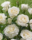 Rosa White Symphonie