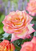 Rosa Twocolours