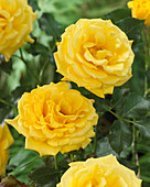 Rosa 'Yellow Beauty'