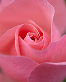 Pinke Rosenblüte