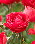 Rosa 'Scarlet Queen Elizabeth'