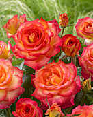 Rosa Twocolours