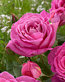 Rosa Pink Perfume