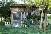 Laufenten und Hühner vor einem rustikalen Gartenhaus