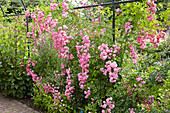 Ramblerrose mit pinken Blüten im Garten