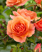 Rosa Aprikola