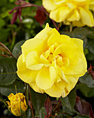 Rosa Friesia