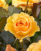 Rosa 'Amber Queen' ®