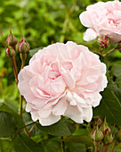 Rosa 'Redoute' ®