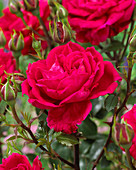 Rosa Etendard Rouge