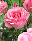 Rosa 'Queen Elizabeth'