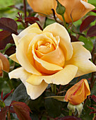 Rosa 'Valencia'