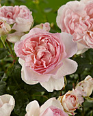 Rosa 'Sharifa Asma' ®