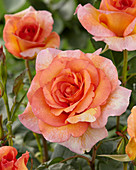 Rosa Cocarde