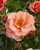 Rosa Aprikola