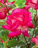 Rosa Rose Gaujard