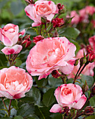 Rosa Rosenstadt Freising