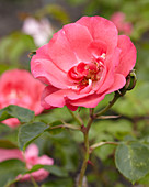 Rosa Pink La Sevillana