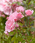 Rosa Bonica