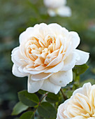 Rosa Crocus Rose