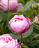 Rosa Reine de Violettes