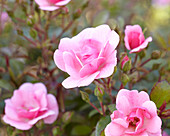 Rosa 'Schöne Dortmunderin'