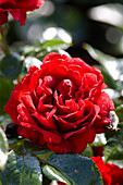 Rosa Jugendliebe