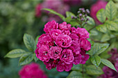 Purpurviolette Rosenblüten